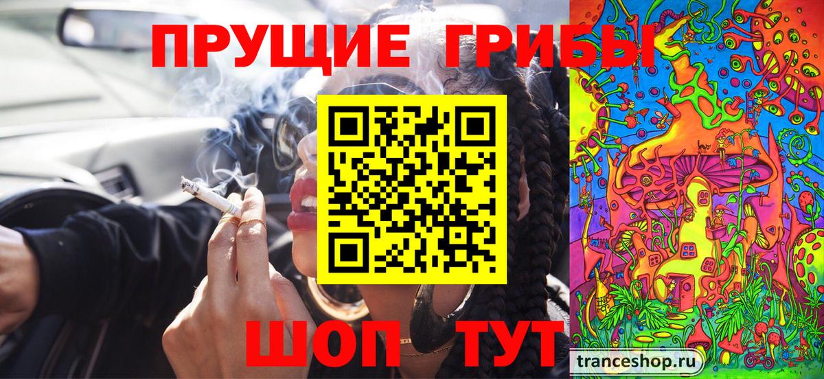 Курчалой  Псилоцибиновые грибы Psilocybine cubensis  Вход с VPN 